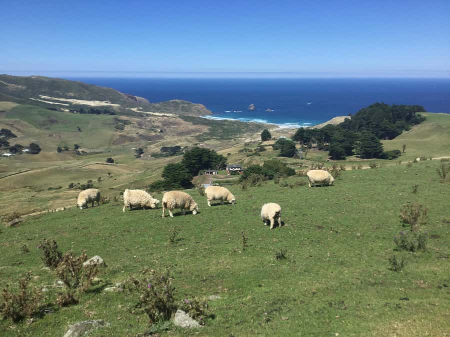 Dunedin: Otago Peninsula with Guided Penguin Reserve Tour - Why this Dunedin shore excursion works so well
