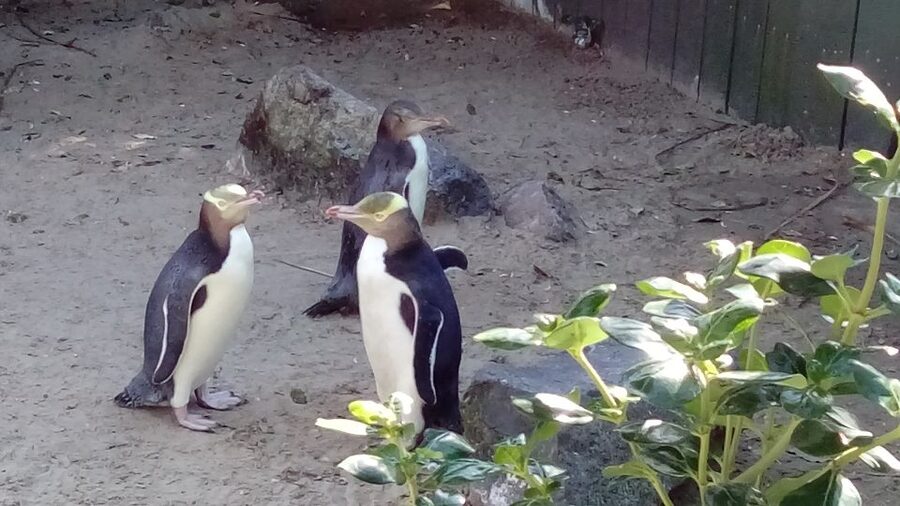 Dunedin: Otago Peninsula with Guided Penguin Reserve Tour - Dunedin Railway Station and the city’s grand face