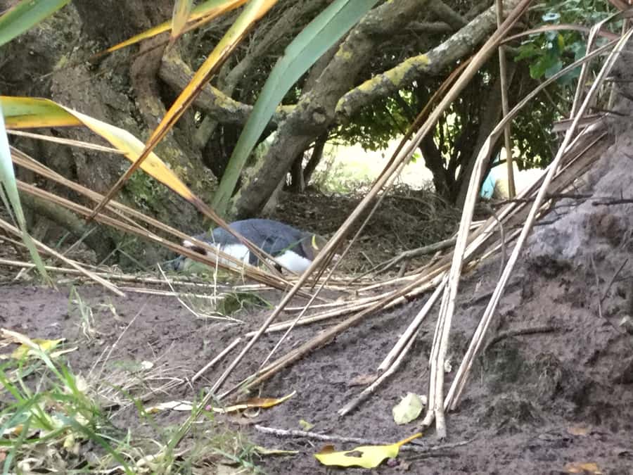 Dunedin: Otago Peninsula with Guided Penguin Reserve Tour - The private reserve and the yellow-eyed penguin question