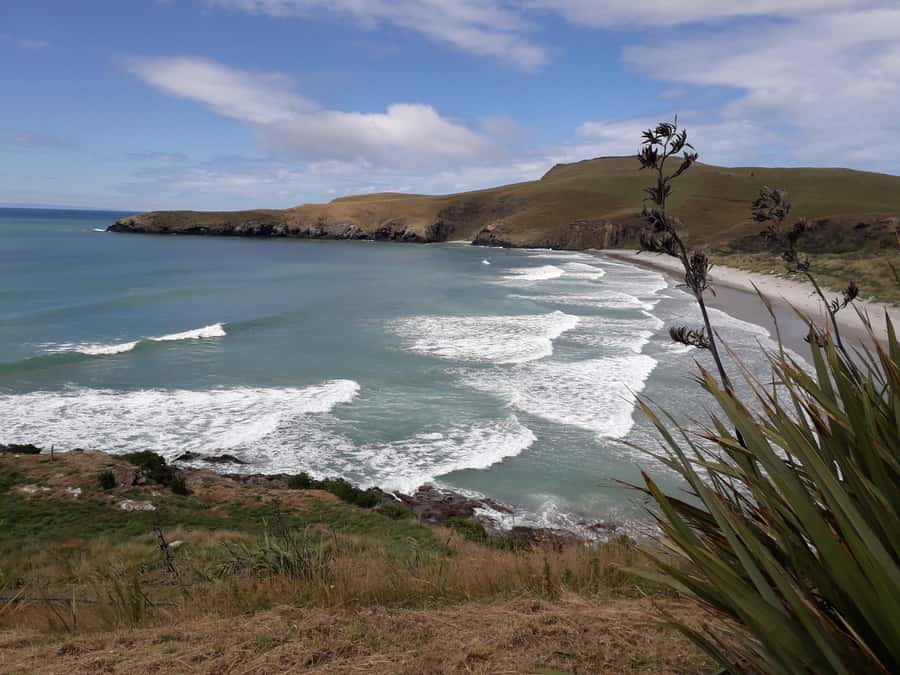 Dunedin: Otago Peninsula with Guided Penguin Reserve Tour - Why the conservation visit is worth your time