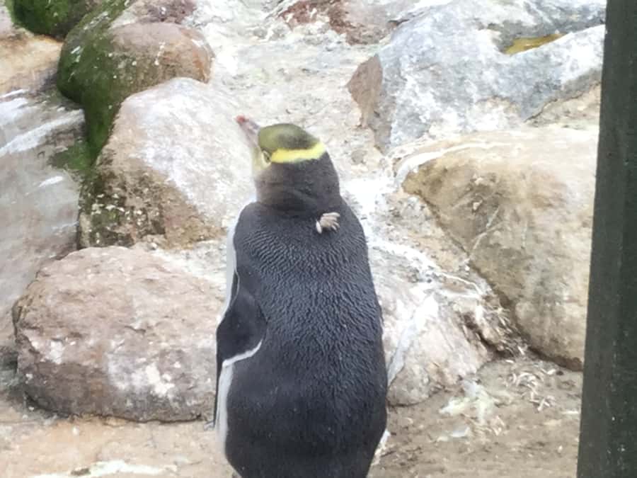 Dunedin: Otago Peninsula with Guided Penguin Reserve Tour - The low road brings a different view of the harbor