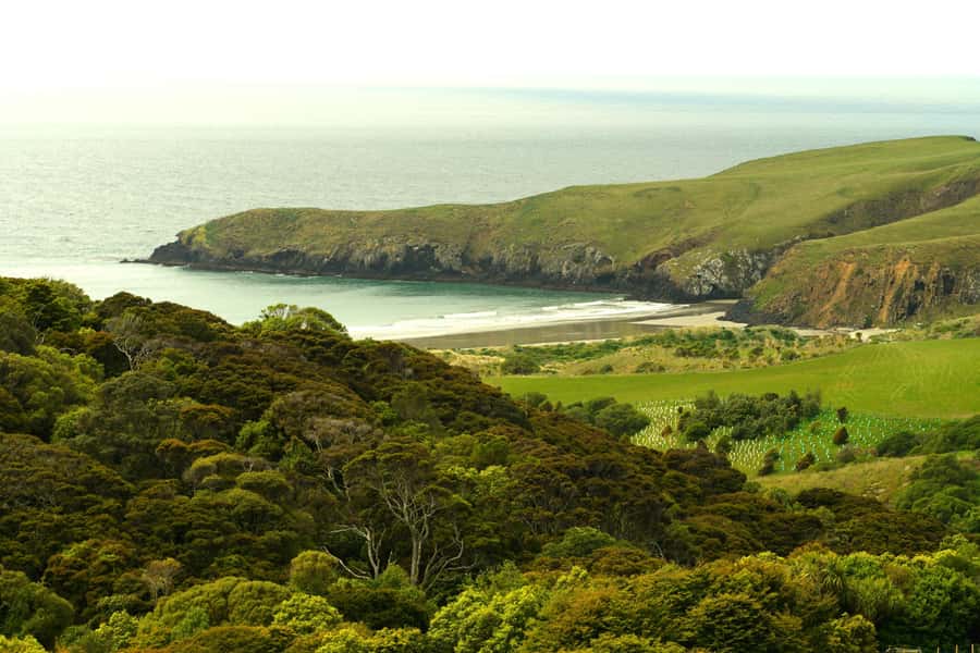 Dunedin: Wildlife and Penguin Tour - Key points to know before you go