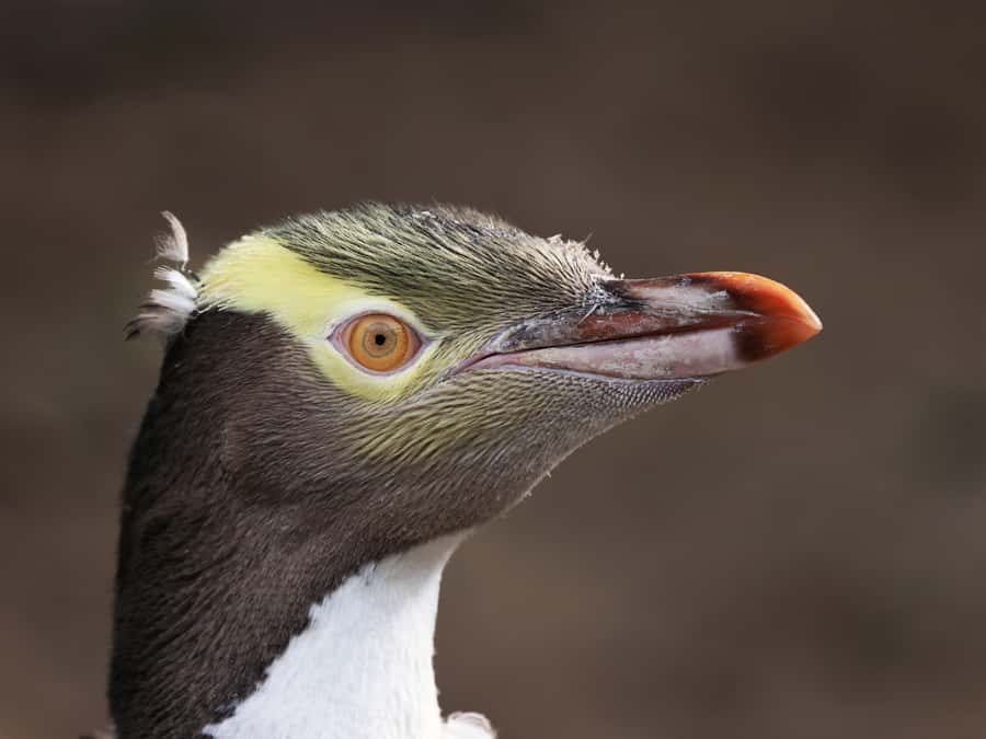Dunedin: Wildlife and Penguin Tour - A conservation visit, not a guaranteed penguin show