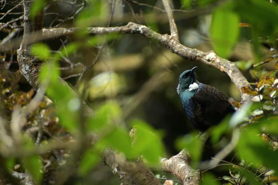 Dunedin: Wildlife and Penguin Tour - The rehabilitation centre offers your best penguin chance