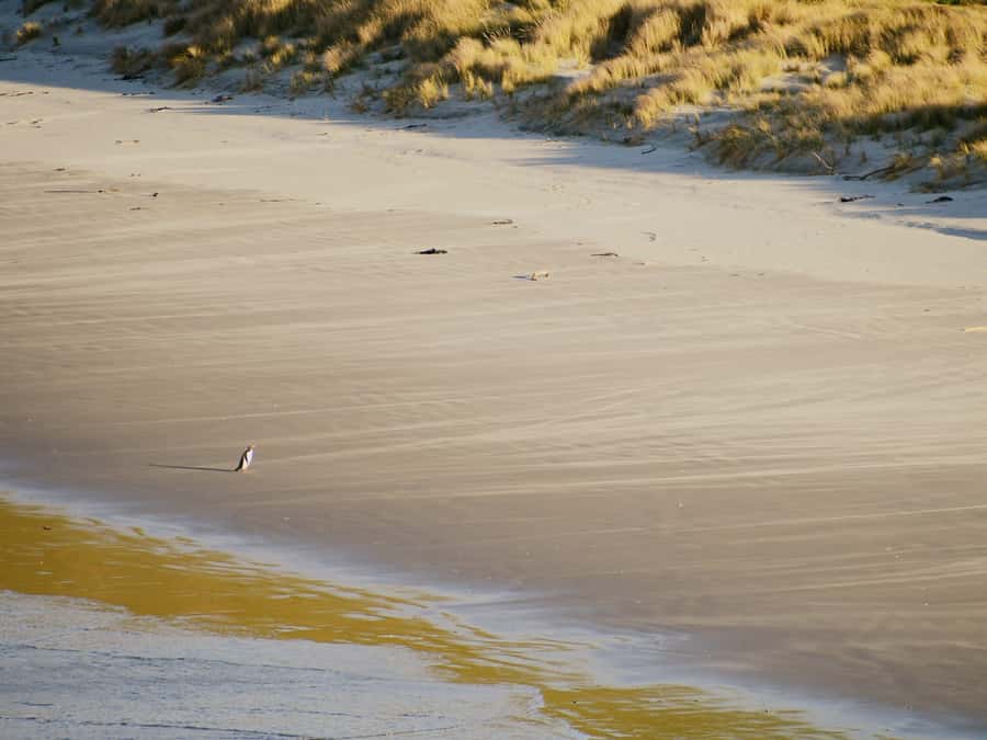 Dunedin: Wildlife and Penguin Tour - Who will get the most from the 90 minutes