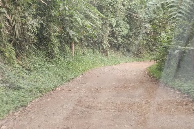 Easy Birdwatching in Cali Colombia (4 Hours) - What the $94.99 price covers