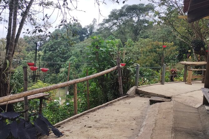 Easy Birdwatching in Cali Colombia (4 Hours) - Booking, weather, and participation