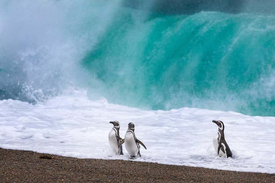 El Calafate: Monte León 4x4 Wolves and Penguins Excursion - What lunch and the included gear add