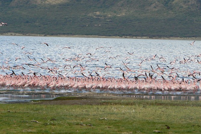 Escape to Lake Bogoria, Flamingo's new home for an overnight safari - Why this two-day route is worth considering