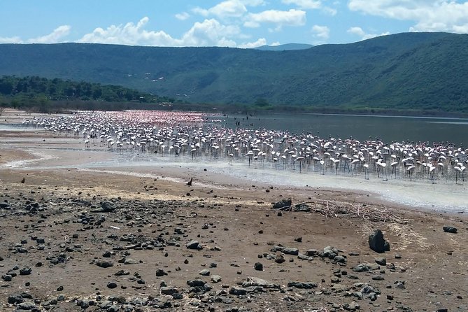 Escape to Lake Bogoria, Flamingo's new home for an overnight safari - The 3:20 p.m. boat ride on Lake Baringo