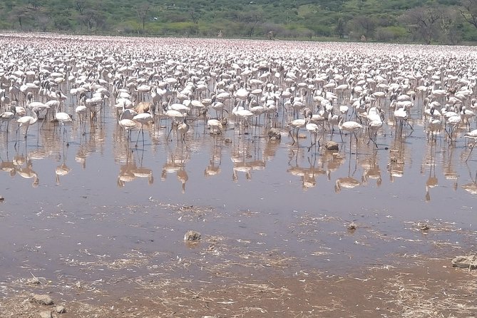 Escape to Lake Bogoria, Flamingo's new home for an overnight safari - Morning road to Lake Bogoria National Reserve