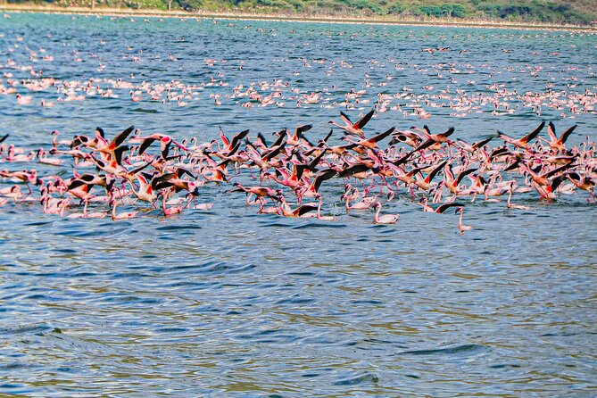 Escape to Lake Bogoria, Flamingo's new home for an overnight safari - Lake Nakuru and the search for rhinos