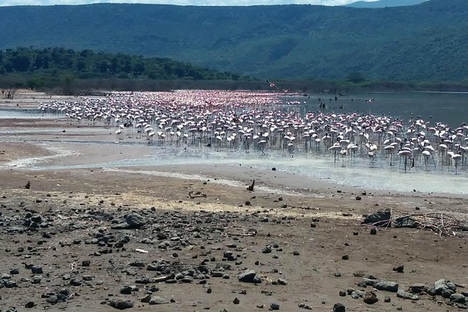 Escape to Lake Bogoria, Flamingo's new home for an overnight safari - What the $545 price really covers