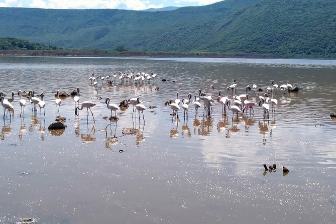 Escape to Lake Bogoria, Flamingo's new home for an overnight safari - The private guide can shape the experience