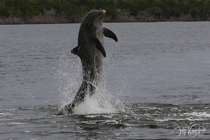 Everglades Birding, Dolphin and Wildlife Boat Tour (2 hours) - Setting out from Chokoloskee