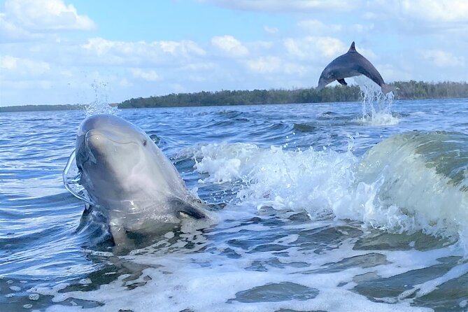 Everglades Birding, Dolphin and Wildlife Boat Tour (2 hours) - Birds, dolphins, and the 10,000 Islands