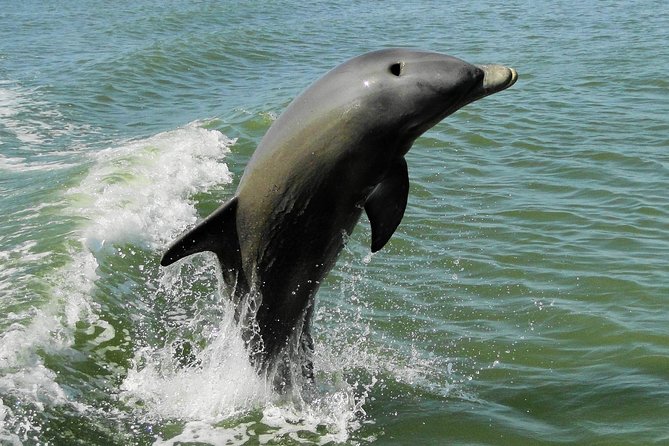 Everglades Birding, Dolphin and Wildlife Boat Tour (2 hours) - What the guide adds to the ride