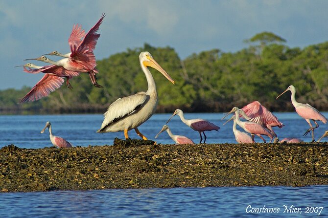 Everglades Birding, Dolphin and Wildlife Boat Tour (2 hours) - Is $119.95 a fair price?