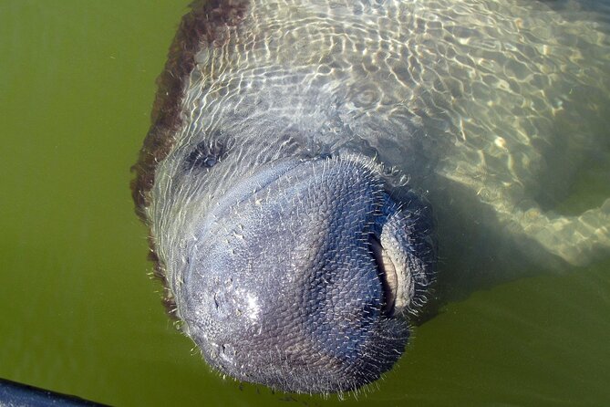 Everglades Birding, Dolphin and Wildlife Boat Tour (2 hours) - What to bring and how to prepare