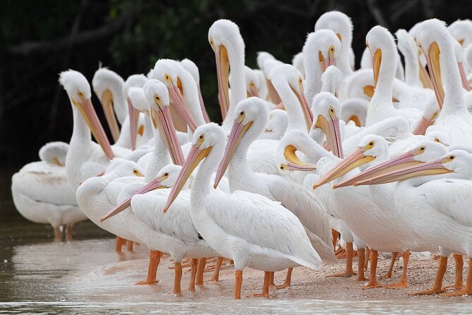 Everglades Birding, Dolphin and Wildlife Boat Tour (2 hours) - Why the quiet boat matters