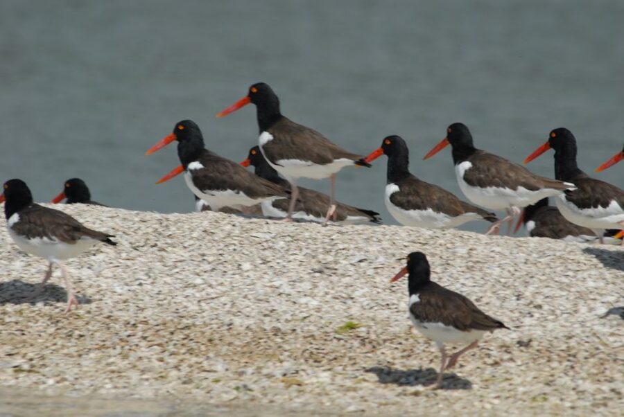 Everglades: Birding, Wildlife, and Photography Expedition - Key details before you book