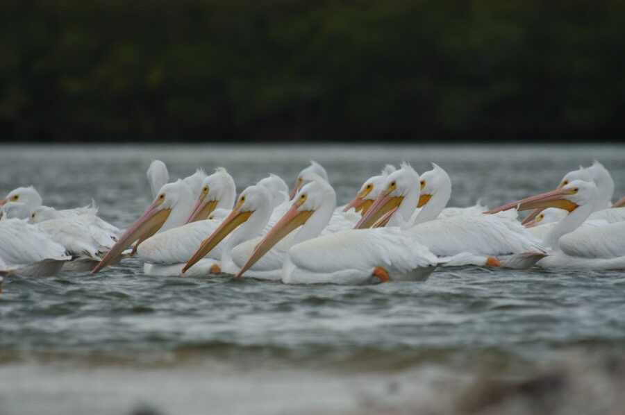 Everglades: Birding, Wildlife, and Photography Expedition - Setting out from Chokoloskee