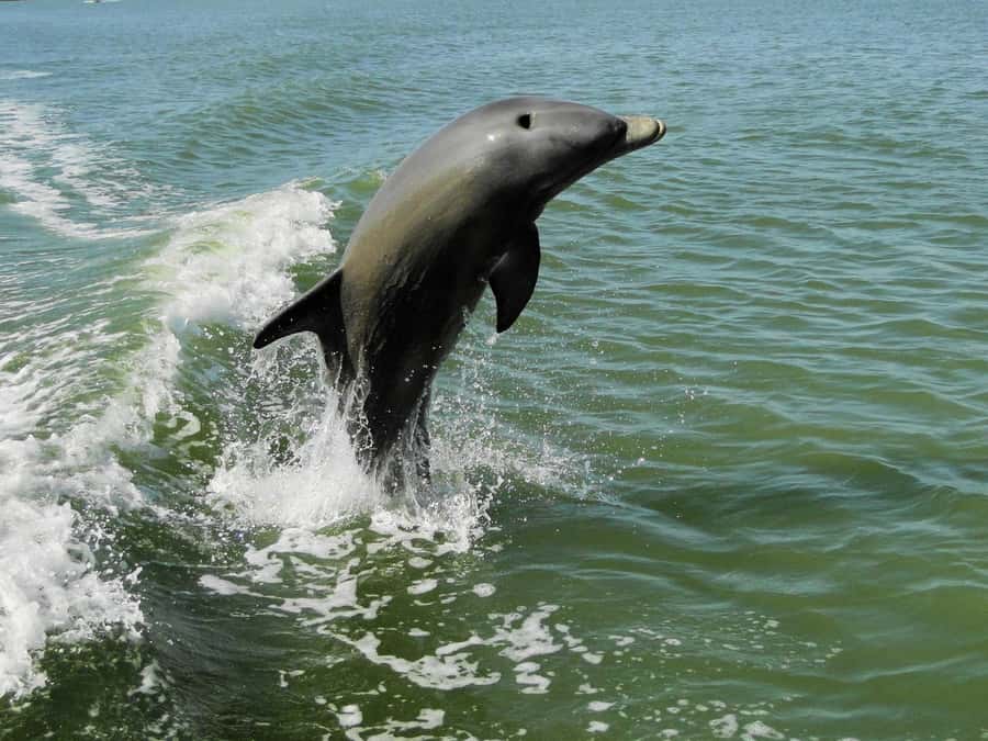 Everglades National Park: 2 hour Dolphin & Birding Boat Tour - Key points at a glance