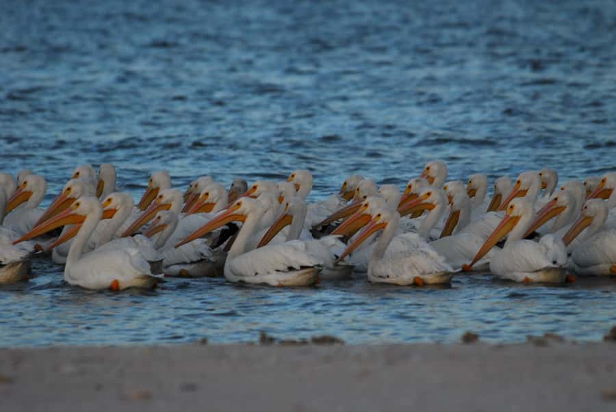 Everglades National Park: 2 hour Dolphin & Birding Boat Tour - Why this small Everglades boat tour is different