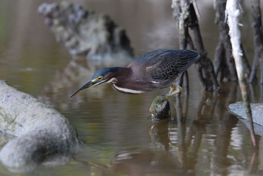 Everglades Private 2.5 Hour Photo and Birding Safari - Why a Private Everglades Boat Matters
