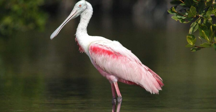 Everglades Private 2.5 Hour Photo and Birding Safari - Leaving Parkway Marina in Chokoloskee