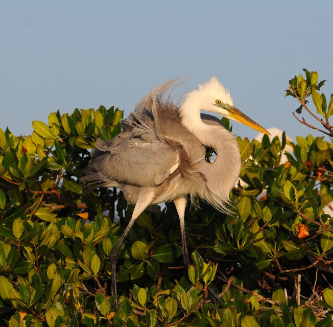 Everglades Private 2.5 Hour Photo and Birding Safari - The Second Hour: Waiting for the Right Photograph