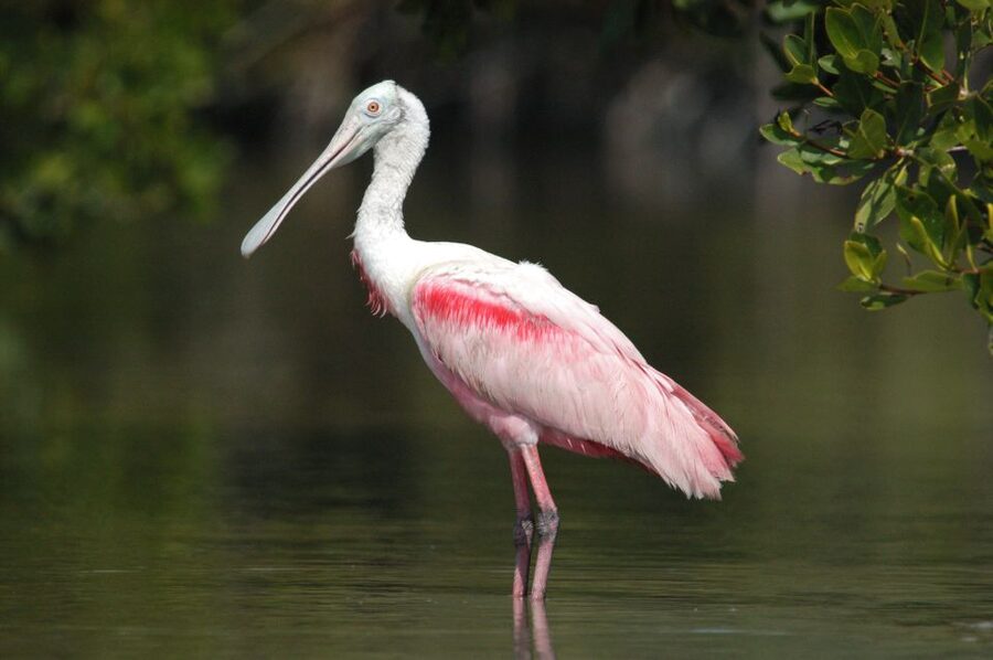 Everglades Private 2.5 Hour Photo and Birding Safari - The First Hour: Finding Birds in Open Water