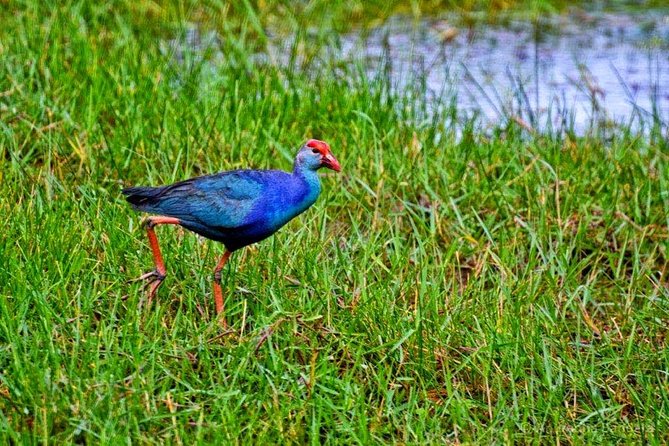 Exclusive: Muthurajawela Bird Watching Tour with Transfers - The tuk-tuk ride from your Negombo hotel