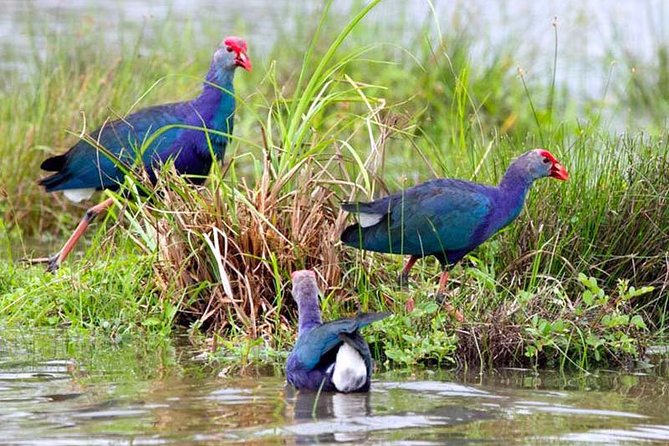 Exclusive: Muthurajawela Bird Watching Tour with Transfers - Birds, crocodiles, monkeys, and monitors