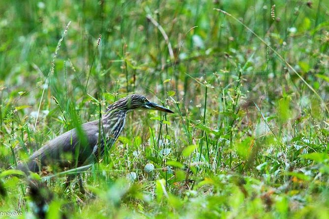 Exclusive: Muthurajawela Bird Watching Tour with Transfers - Who will enjoy this trip most?