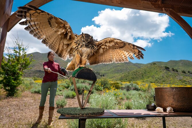 Experience Raptors and Falconry in Reno - Who will enjoy this most?