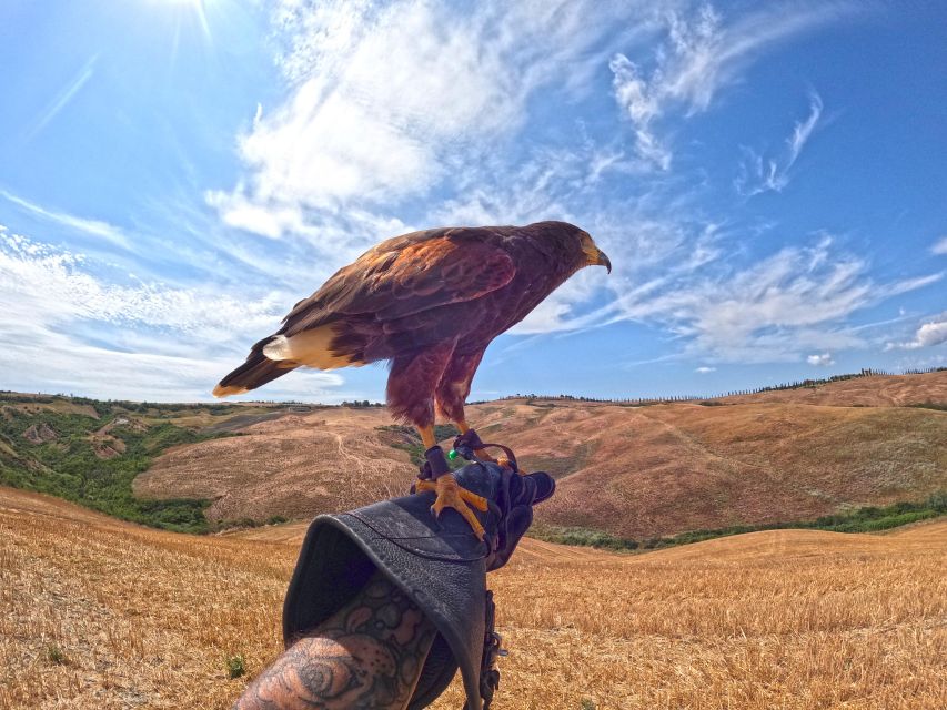 Experience with birds of prey in Tuscany - How the flight demonstration works