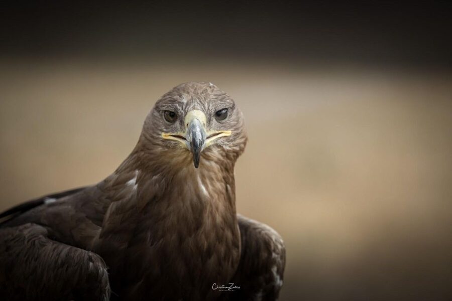 Experience with birds of prey in Tuscany - Falconry in Tuscany and its long tradition