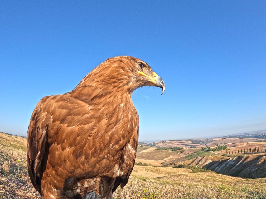Experience with birds of prey in Tuscany - Weather, timing, and practical planning