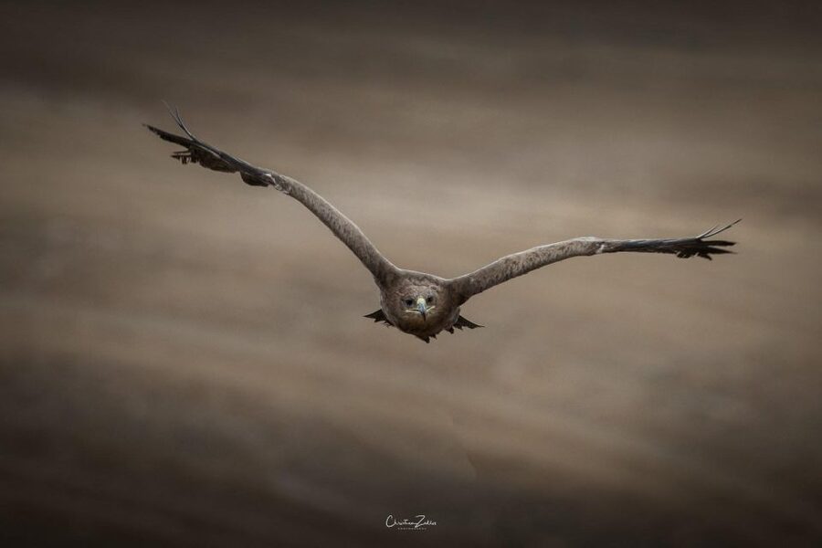 Experience with birds of prey in Tuscany - Meeting Brave and Ivy up close