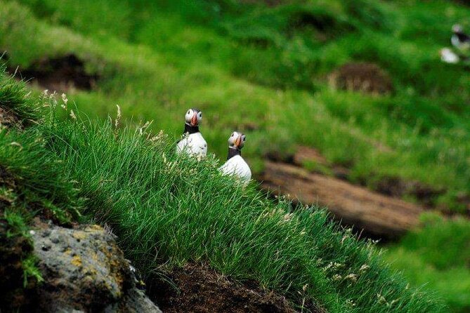 Eyjascooter Puffin Tour in Iceland - Why Heimaey works so well for a scooter tour