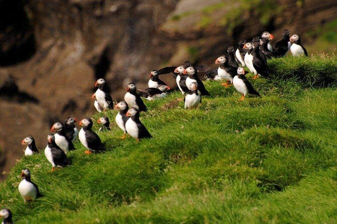 Eyjascooter Puffin Tour in Iceland - Learning to ride the electric scooters