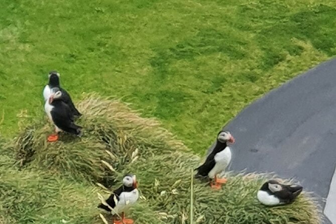 Eyjascooter Puffin Tour in Iceland - Meeting at Skildingavegur 16