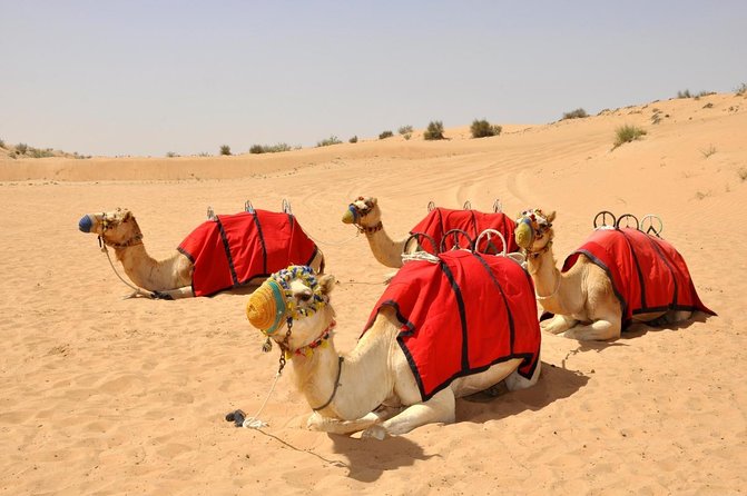 Falcon 1—Private Dubai Falconry Safari - Key points to know before booking