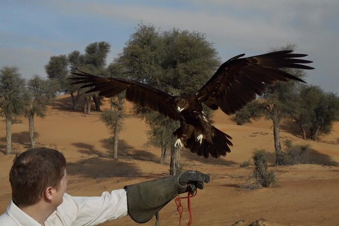 Falcon 1—Private Dubai Falconry Safari - Flying a falcon from your gloved hand