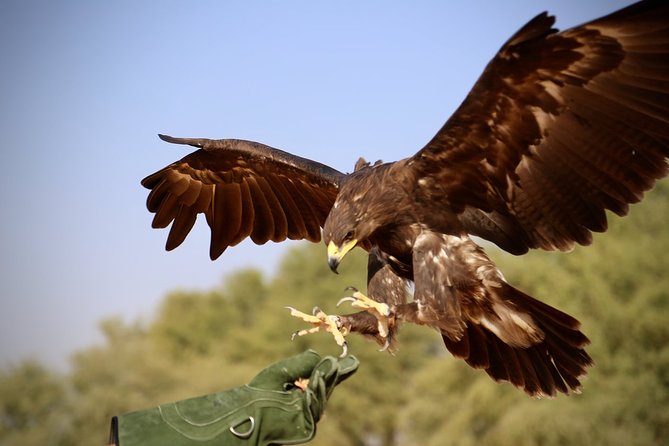 Falcon 1—Private Dubai Falconry Safari - Who should book this experience?
