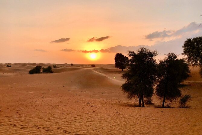 Falcon 1—Private Dubai Falconry Safari - A short wildlife drive through the conservation reserve