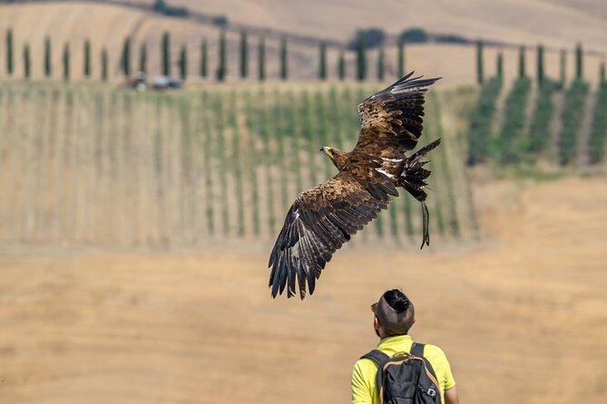 Falconry experience in Tuscany - Key points to know before booking