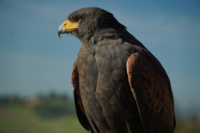 Falconry experience in Tuscany - Meeting the steppe eagle in the open air
