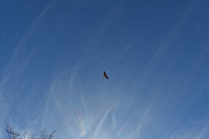 Falconry experience in Tuscany - Why the private format makes a difference